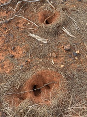 Polyrhachis macropus