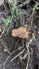 Coltricia cinnamomea