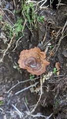 Coltricia cinnamomea