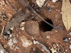 Hoggicosa