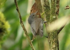 Myrmotherula unicolor