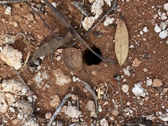 Hoggicosa