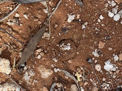Hoggicosa
