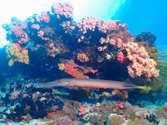 Aulostomus chinensis