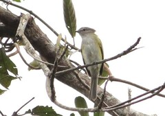 Phyllomyias griseocapilla