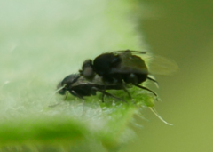 Phorinae