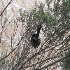 Malurus cyaneus cyaneus