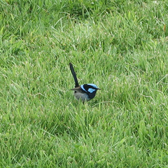 Malurus cyaneus cyaneus