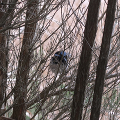 Malurus cyaneus cyaneus