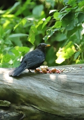 Turdus merula