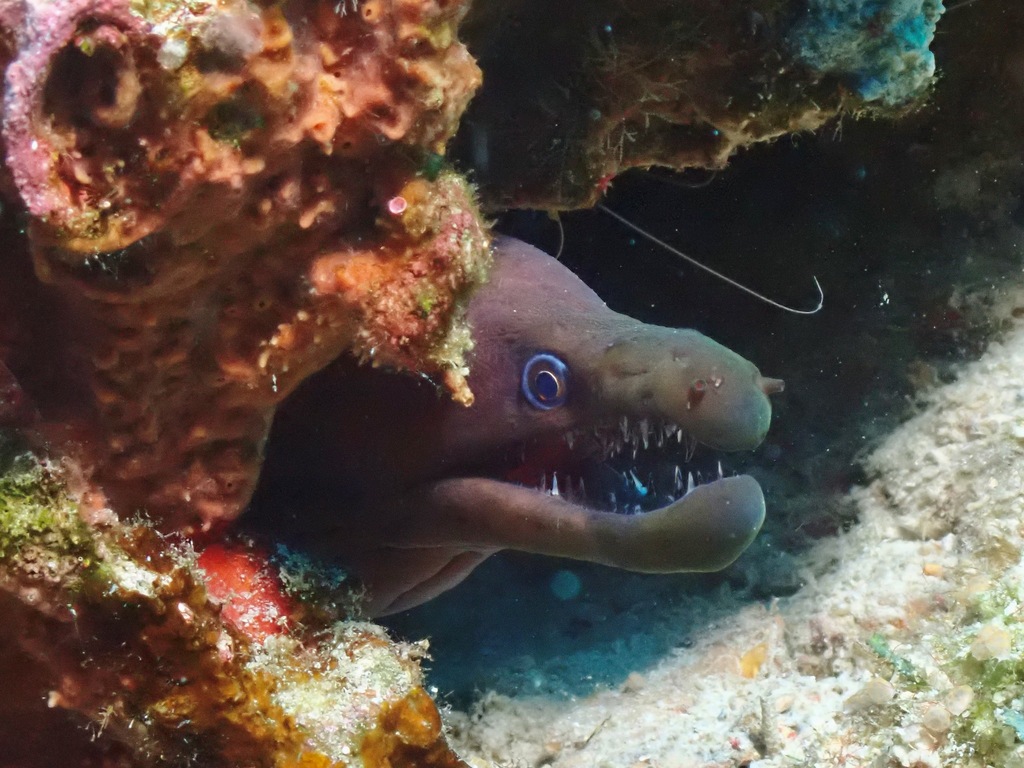 Bayer's Moray