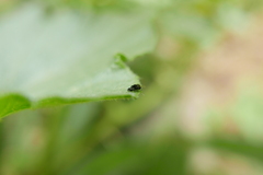 Phorinae