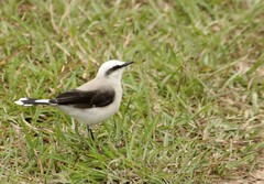 Fluvicola nengeta