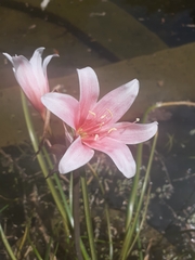 Crinum campanulatum