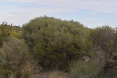 Casuarinaceae
