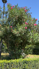Nerium oleander
