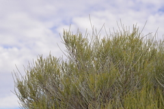 Casuarinaceae