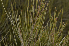 Casuarinaceae