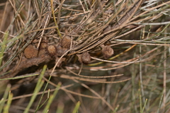 Casuarinaceae