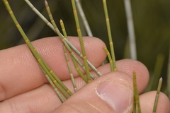 Casuarinaceae