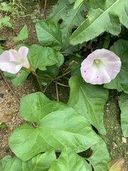 Calystegia sepium