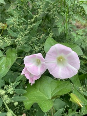 Calystegia sepium