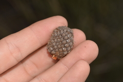 Casuarinaceae