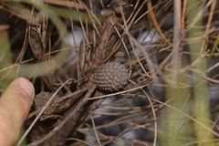 Casuarinaceae