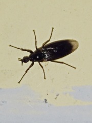 Bibionidae