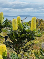 Banksia grandis