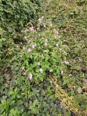 Impatiens balfourii