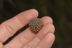 Casuarinaceae