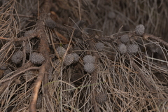 Casuarinaceae
