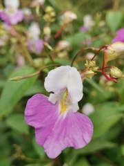 Impatiens balfourii