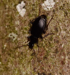 Limodromus assimilis