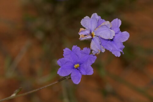Dampiera oligophylla, 2022-07-16