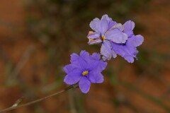 Dampiera oligophylla