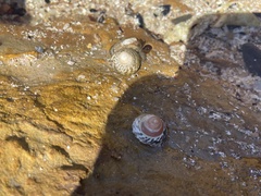 Bembicium nanum