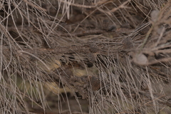 Casuarinaceae