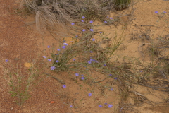 Dampiera oligophylla