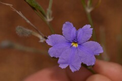 Dampiera oligophylla