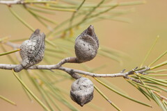 Hakea leucoptera