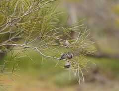 Hakea leucoptera