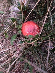 Leratiomyces ceres