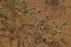 Dampiera oligophylla