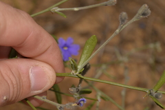Dampiera oligophylla