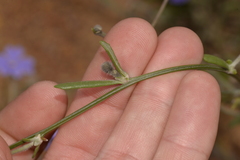Dampiera oligophylla