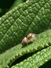 Opisthoncus sexmaculatus