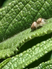 Opisthoncus sexmaculatus