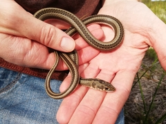 Psammophis crucifer